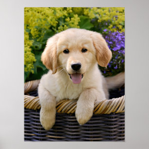 Charming Golden Retriver, a Cute Puppy Dog Photo - Poster