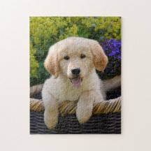 Charming Goldie Dog Puppy Game 11x14
