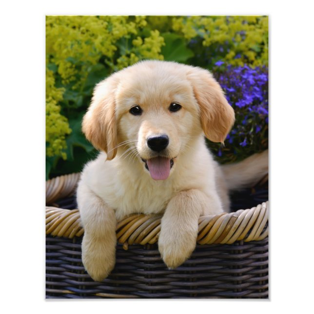 Charming Goldie Retriever Dog Puppy - Paperprint Photo Print (Front)
