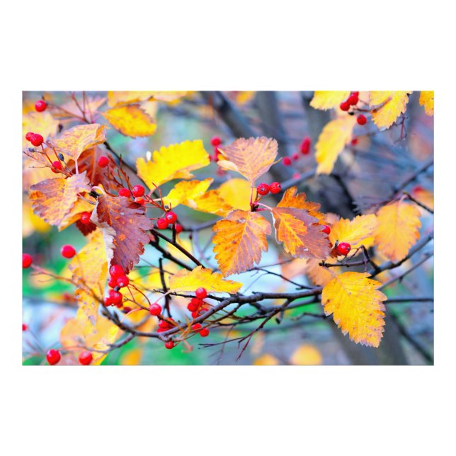 Charming hawthorn berries in autumn photo print (Front)