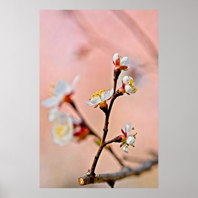 Charming Japanese Apricot Blossoms Poster (Front)