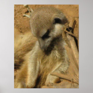 Charming Photo of a Meerkat Poster
