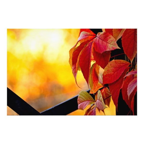 Charming red vine leaves in the autumn garden photo print