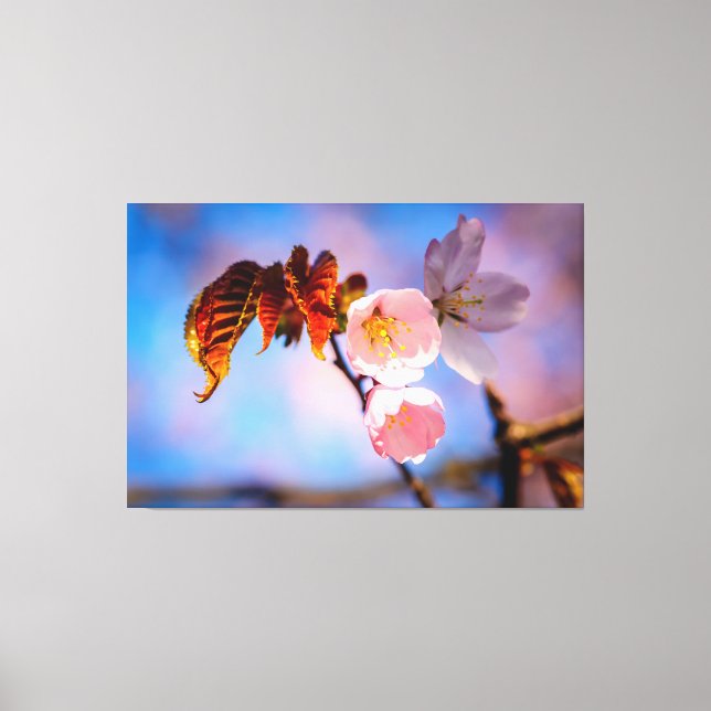 Charming Sakura Blossoms Canvas Print (Front)