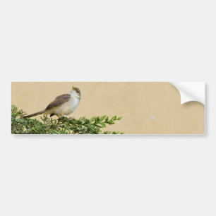 Charming Sparrow Bird Photograph Bumper Sticker