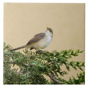 Charming Sparrow Bird Photograph Ceramic Tile