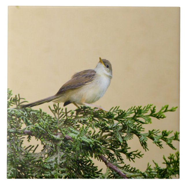 Charming Sparrow Bird Photograph Ceramic Tile (Front)