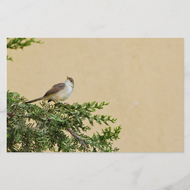 Charming Sparrow Bird Photograph Stationery (Front)
