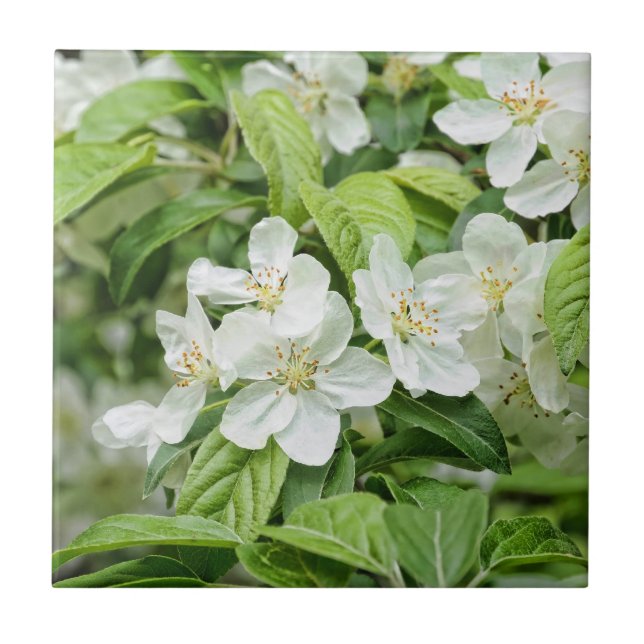 Charming Spring blossoms Tile (Front)