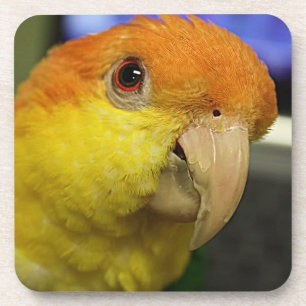 Charming White Bellied Caique Parrot Beverage Coaster