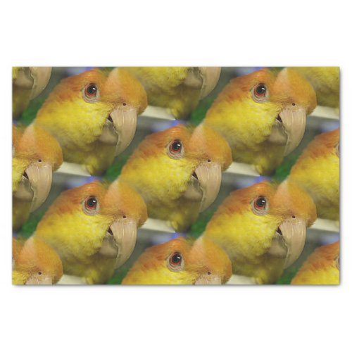 Charming White Bellied Caique Parrot Tissue Paper