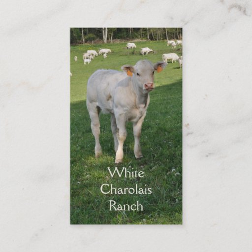 Customizable Charolais beef cattle business card