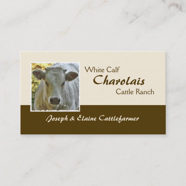 Charolais beef steer or heifer business card (Front)