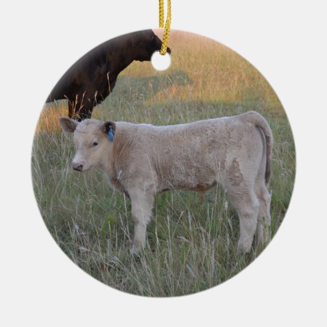 Charolais calf ceramic ornament (Front)