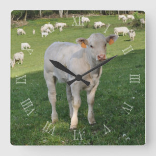 Charolais calf in a field square wall clock