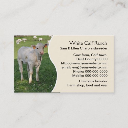 Charolais calf with cream panel business card
