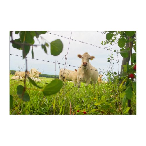 Charolais Cattle Behind Fence in Pasture Acrylic Print