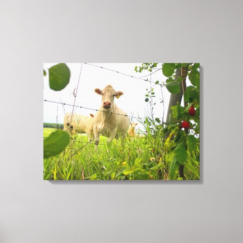 Charolais Cattle Behind Fence in Pasture Canvas Print