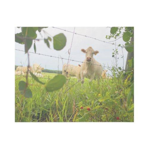 Charolais Cattle Behind Fence in Pasture Gallery Wrap