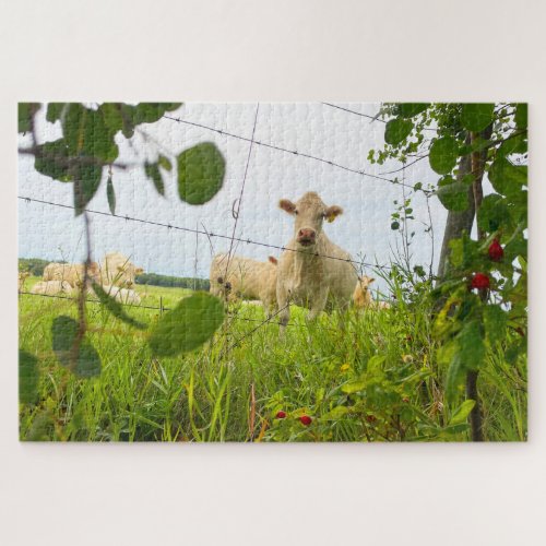Charolais Cattle Behind Fence in Pasture Jigsaw Puzzle