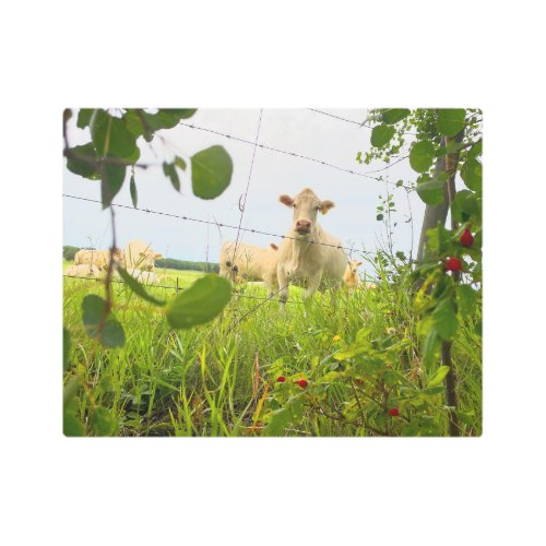 Charolais Cattle Behind Fence in Pasture Metal Print