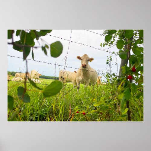 Charolais Cattle Behind Fence in Pasture Poster