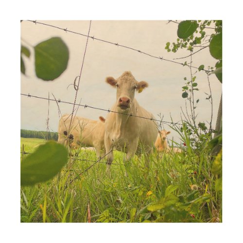 Charolais Cattle Behind Fence in Pasture Wood Wall Art