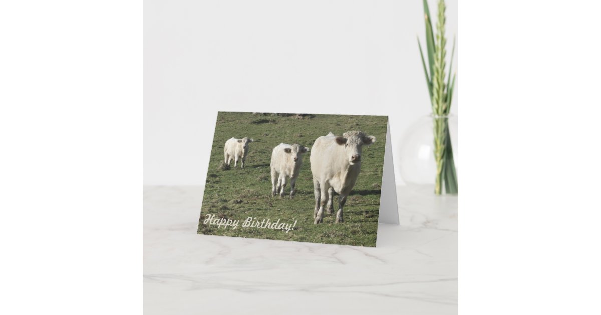 Charolais Cow And Calves Birthday Card 