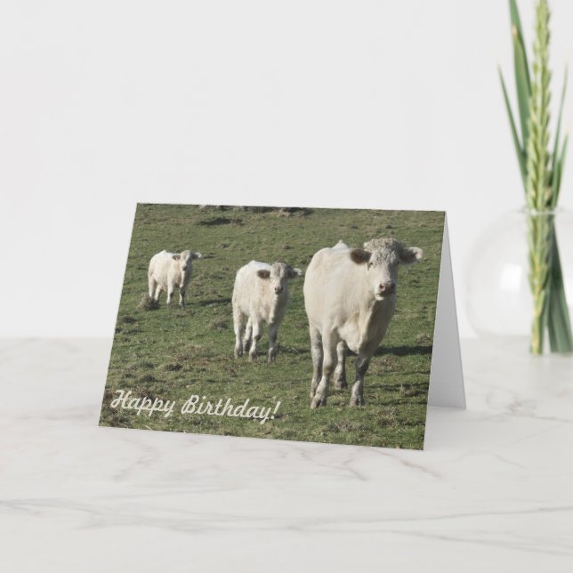 Charolais cow and calves birthday card (Front)