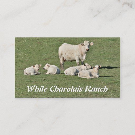 Customizable Charolais beef cattle business card