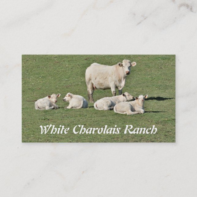 Charolais cow and four calves business card (Front)