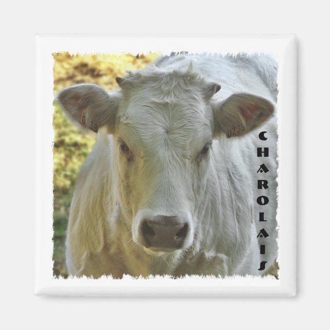 Charolais cow magnet (Front)