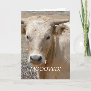 Charolais White Cow — Western Change of Address Announcement