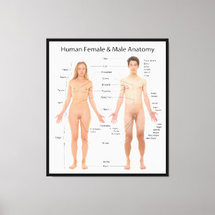 Chart of Basic Human Female and Male Anatomy Canvas Print