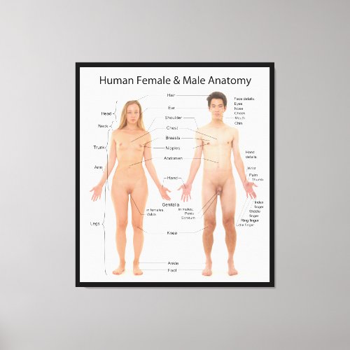Chart of Basic Human Female and Male Anatomy Canvas Print