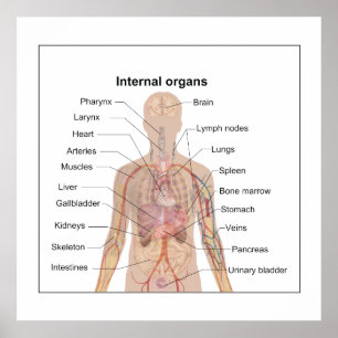 Chart of human internal organs