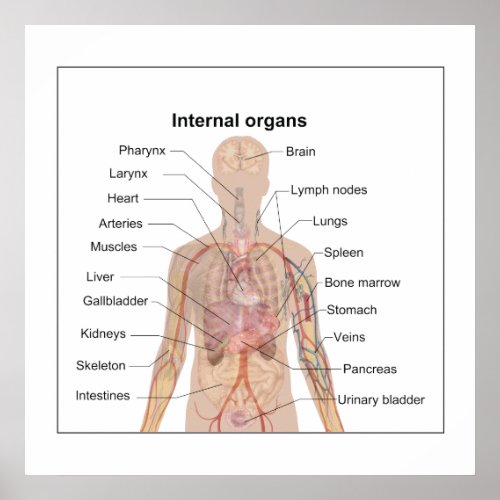 Chart of human internal organs