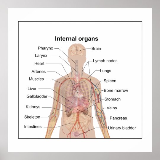Chart of human internal organs | Zazzle.com