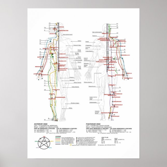 Chart of Human Meridians (Front)