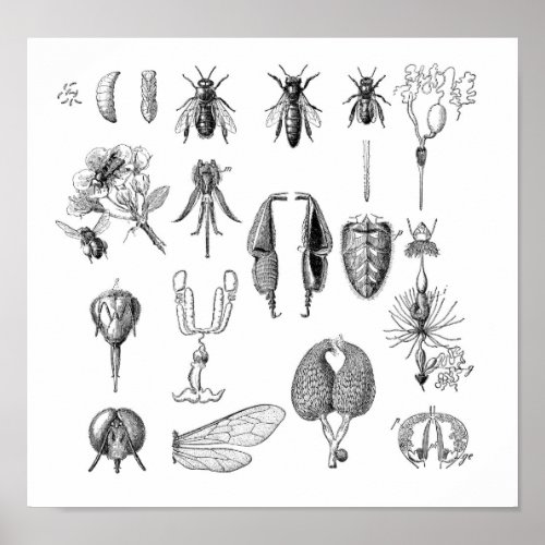 Chart of Insects