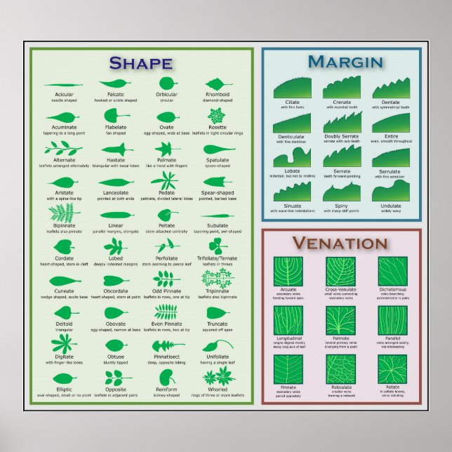 Chart of Leaf Morphology Shape Venation Margin (Front)