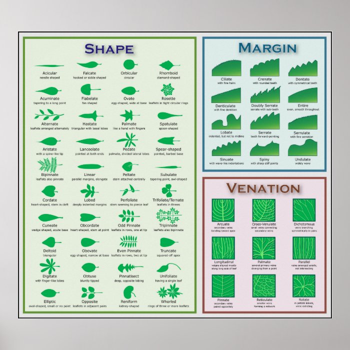 Chart of Leaf Morphology Shape Venation Margin Posters