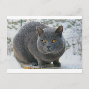 Chartreu in snow postcard