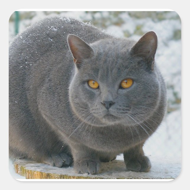 Chartreu in snow square sticker (Front)