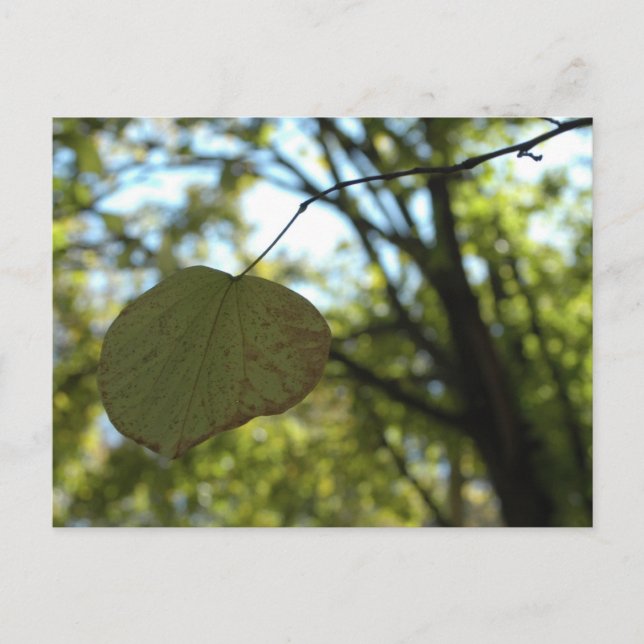 Chartreuse calm postcard (Front)