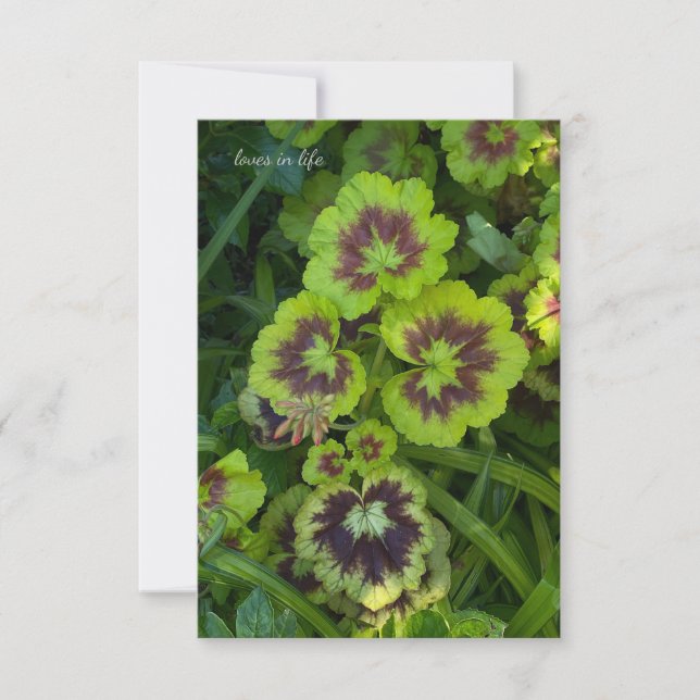 Chartreuse Colored Geranium Leaves Note Card (Front)