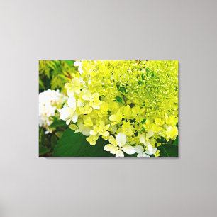 Chartreuse Green, Limelight Hydrangea, Canvas Print