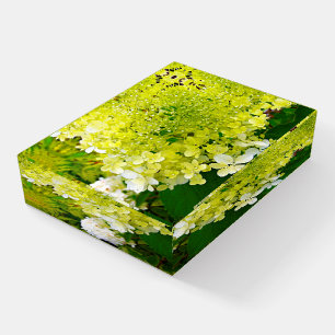 Chartreuse Green, Limelight Hydrangea, Paperweight