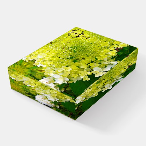 Chartreuse Green, Limelight Hydrangea, Paperweight