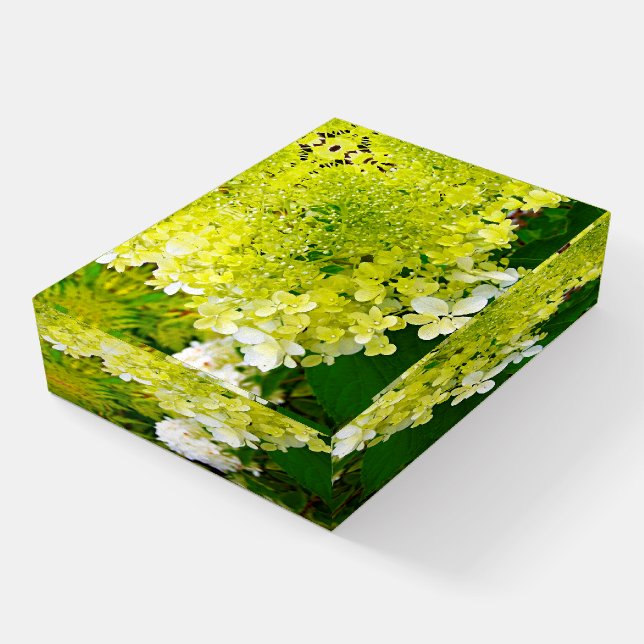 Chartreuse Green, Limelight Hydrangea, Paperweight (Angled)